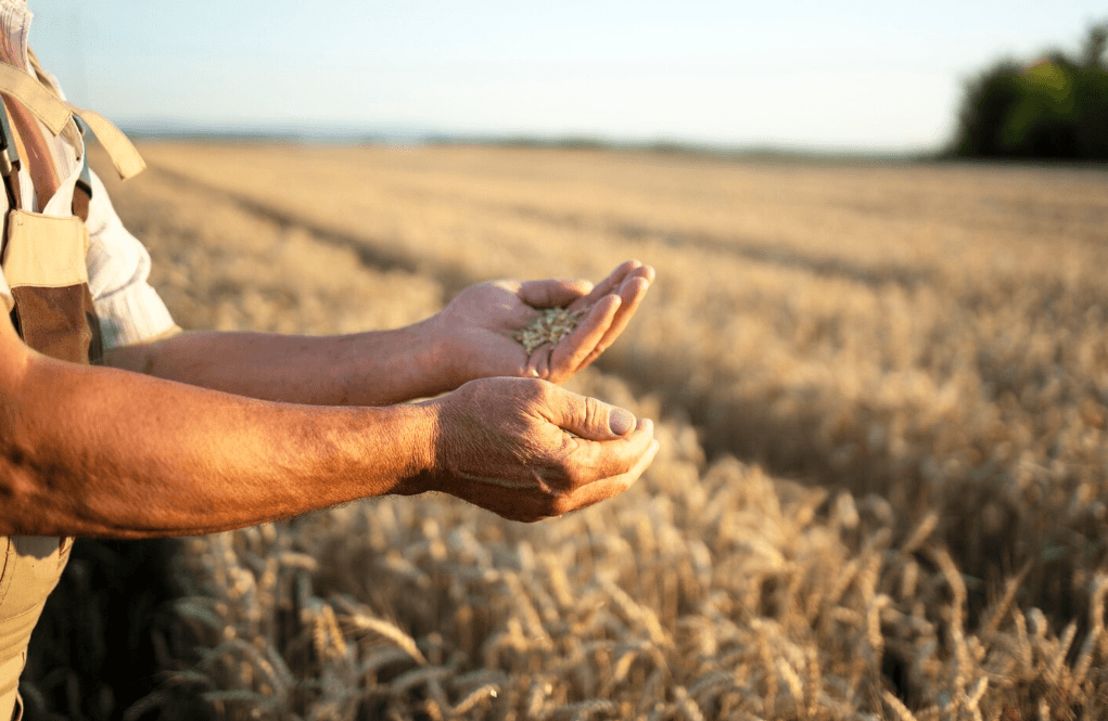 La deducción del IRPF para nuevas actividades agrícolas en La Rioja es inconstitucional. El Tribunal limita sus efectos retroactivos.